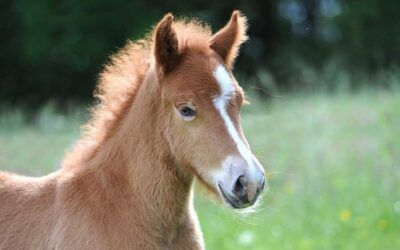 Tudod, hogy mit jelent a „BLUP”?