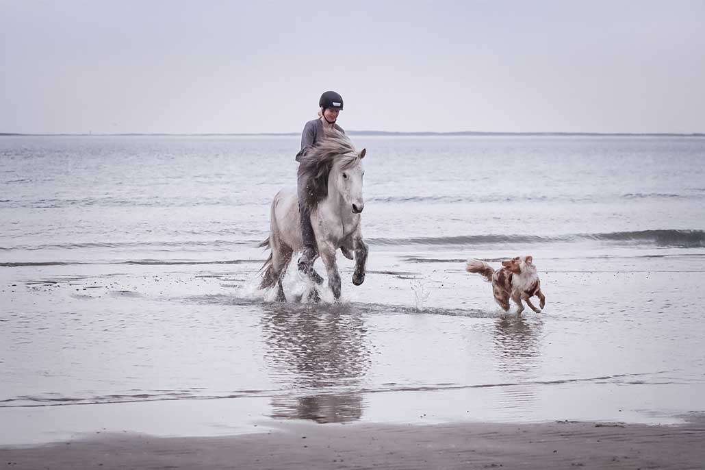 FEIF Virtuális túra: Patadobogás Hólarig